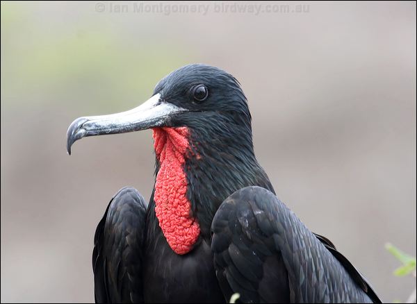 Magnificent Frigatebird magnif_frigatebird_27584.psd