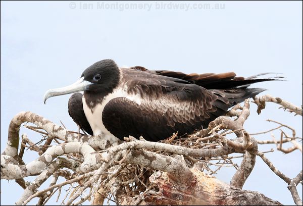 Magnificent Frigatebird magnif_frigatebird_27590.psd