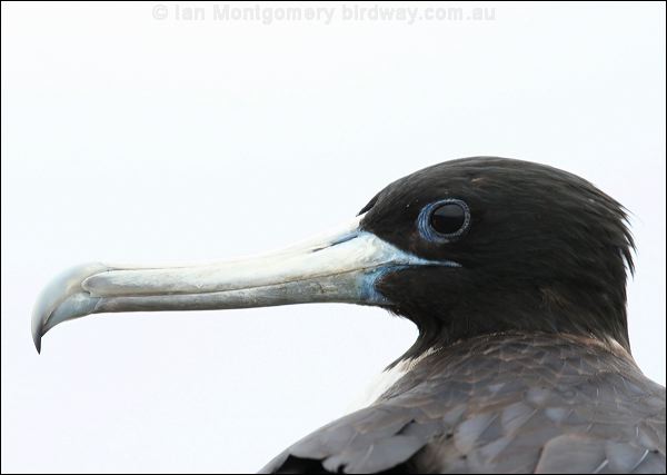 Magnificent Frigatebird magnif_frigatebird_27594.psd