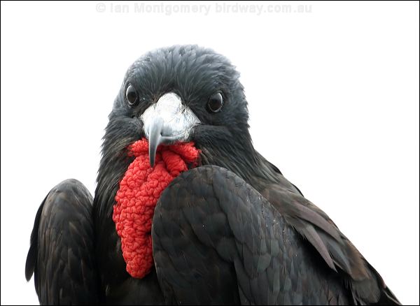 Magnificent Frigatebird magnif_frigatebird_27595.psd