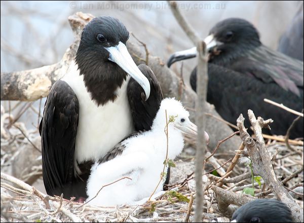 Magnificent Frigatebird magnif_frigatebird_27606.psd