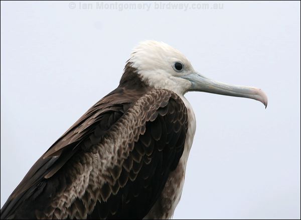 Magnificent Frigatebird magnif_frigatebird_27656.psd