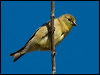 american_goldfinch_108140