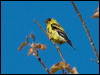 american_goldfinch_108144