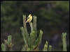 american_goldfinch_69690