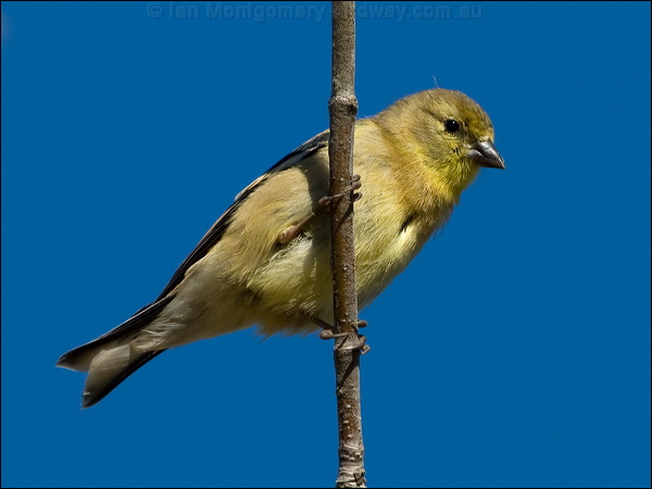 American Goldfinch american_goldfinch_108140.psd