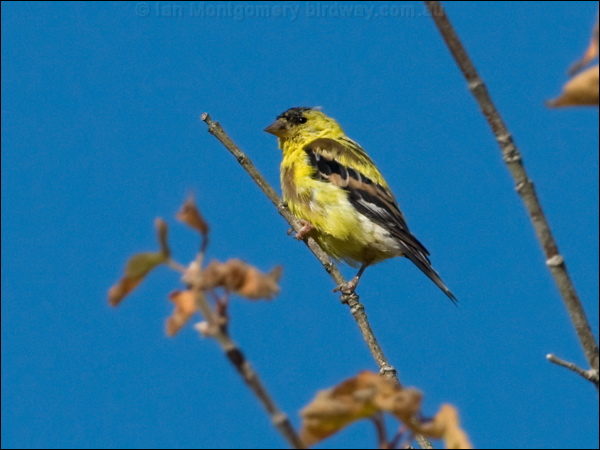 American Goldfinch american_goldfinch_108144.psd