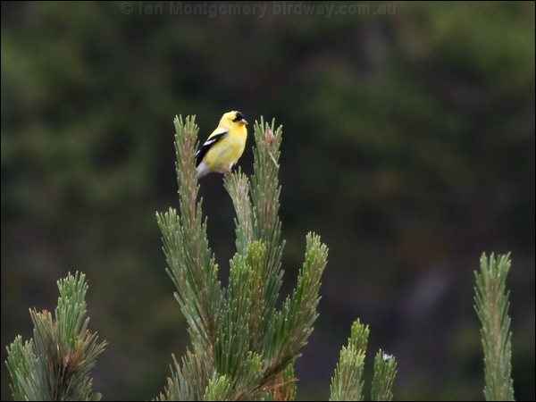 American Goldfinch american_goldfinch_69690.psd