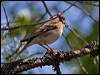 brambling_143547