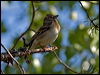brambling_143558