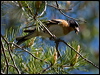 brambling_143561
