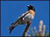 brambling_143572