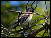 brambling_143583