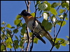 brambling_143584