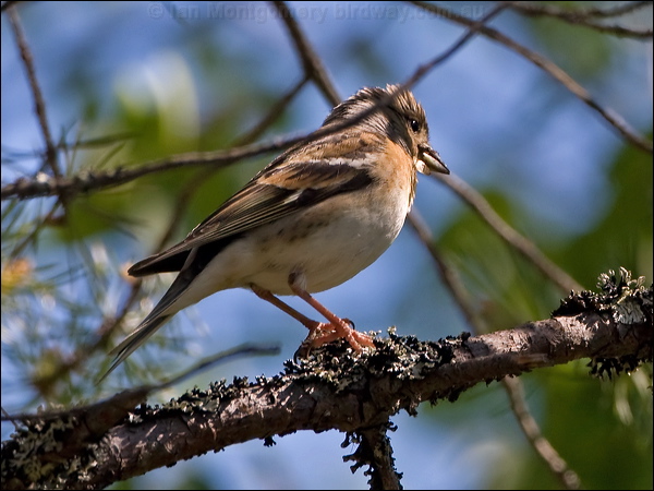 Brambling brambling_143547.psd