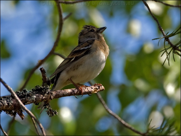 Brambling brambling_143558.psd
