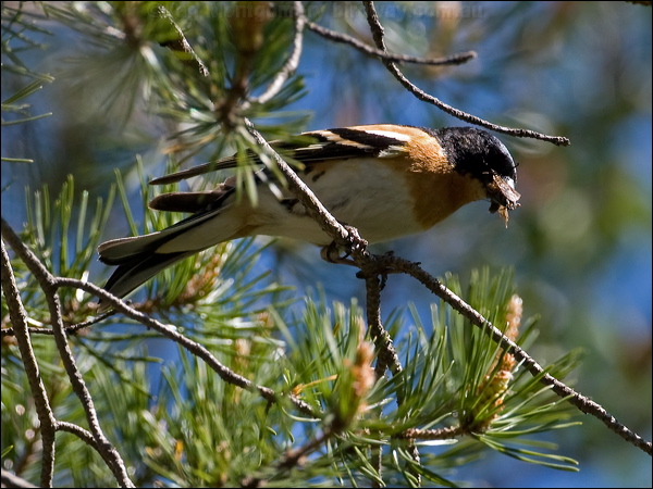 Brambling brambling_143561.psd