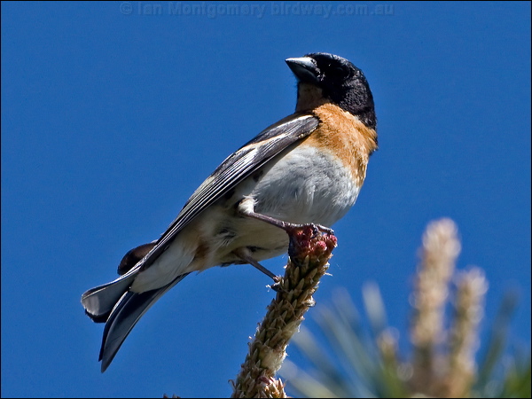 Brambling brambling_143572.psd