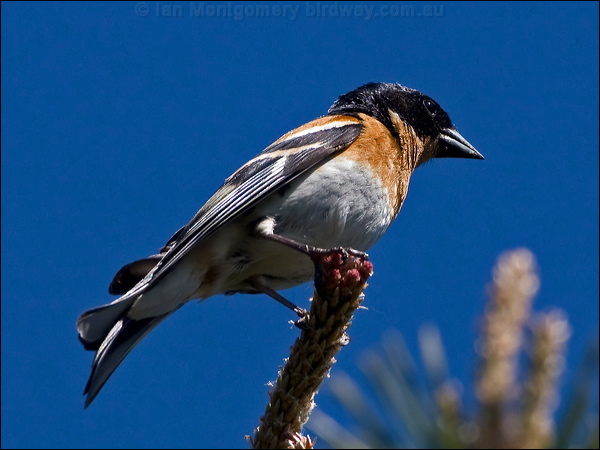 Brambling brambling_143575.psd