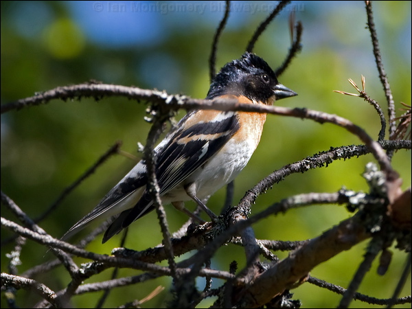 Brambling brambling_143583.psd