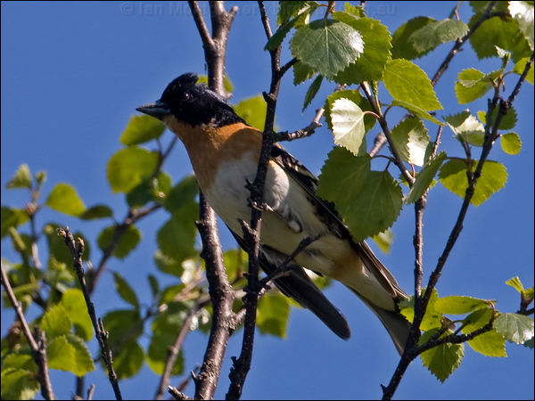 Brambling brambling_143584.psd