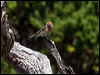 common_redpoll_124668