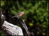 Click here to enter gallery and see photos/pictures/images of of Common Redpoll