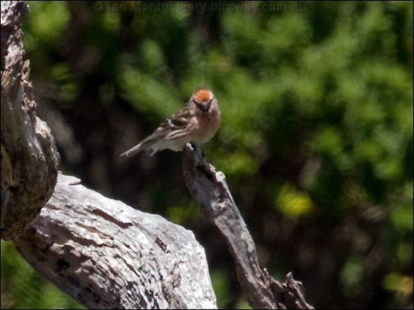 Common Redpoll common_redpoll_124668.jpg