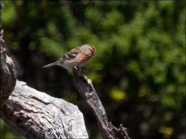 Common Redpoll common_redpoll_124670.jpg