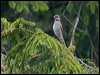common_rosefinch_169705
