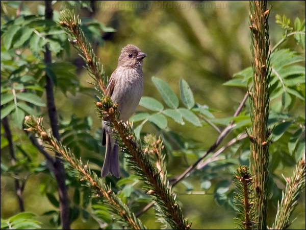 Common Rosefinch common_rosefinch_169699.psd