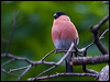 eurasian_bullfinch_144598