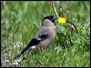 eurasian_bullfinch_169967
