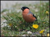 eurasian_bullfinch_169981