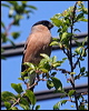 eurasian_bullfinch_54426