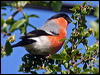eurasian_bullfinch_54465