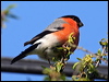 eurasian_bullfinch_54582