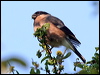 eurasian_bullfinch_54594