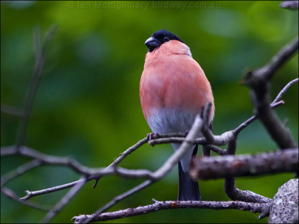 Eurasian Bullfinch eurasian_bullfinch_144598.psd
