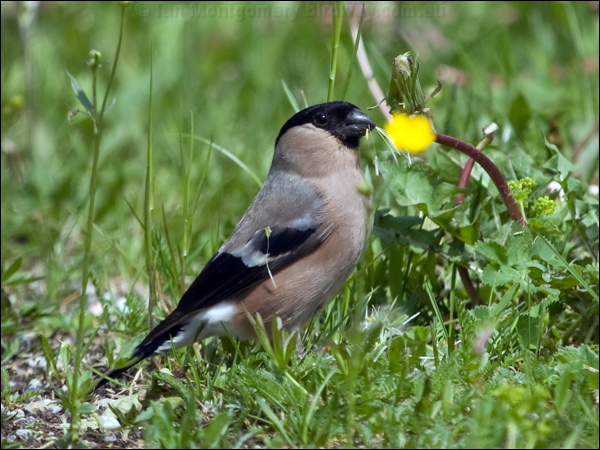 Eurasian Bullfinch eurasian_bullfinch_169967.psd