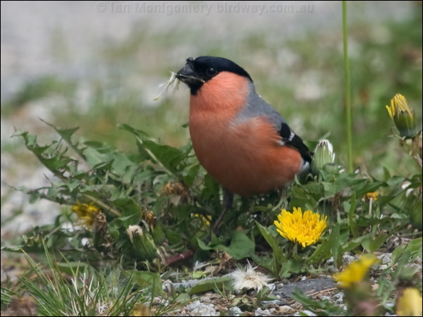 Eurasian Bullfinch eurasian_bullfinch_169981.psd