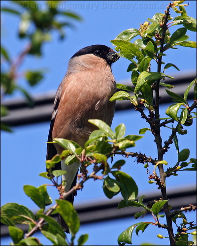 Eurasian Bullfinch eurasian_bullfinch_54426.psd
