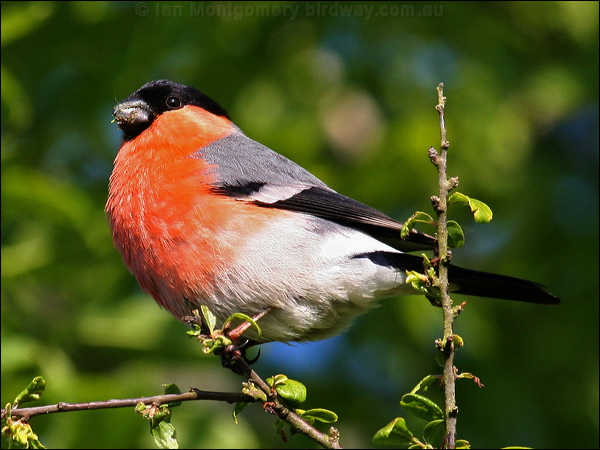 Eurasian Bullfinch eurasian_bullfinch_54570.psd