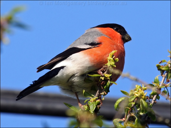 Eurasian Bullfinch eurasian_bullfinch_54582.psd