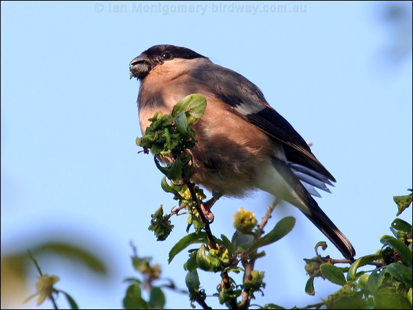 Eurasian Bullfinch eurasian_bullfinch_54594.psd