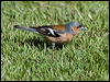 eurasian_chaffinch_122778