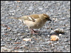 eurasian_chaffinch_51565