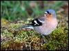 eurasian_chaffinch_51587