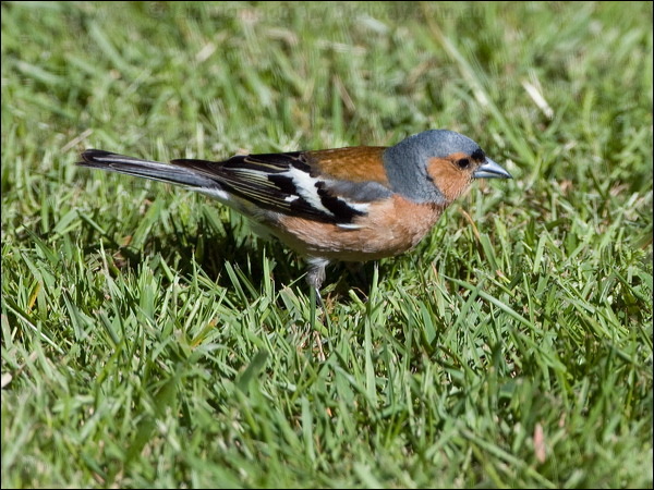 Common Chaffinch eurasian_chaffinch_122778.psd