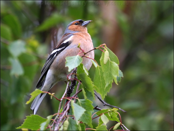 Common Chaffinch eurasian_chaffinch_51469.psd